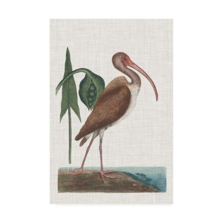 Mark Catesby 'Catesby Heron V' Canvas Art,12x19